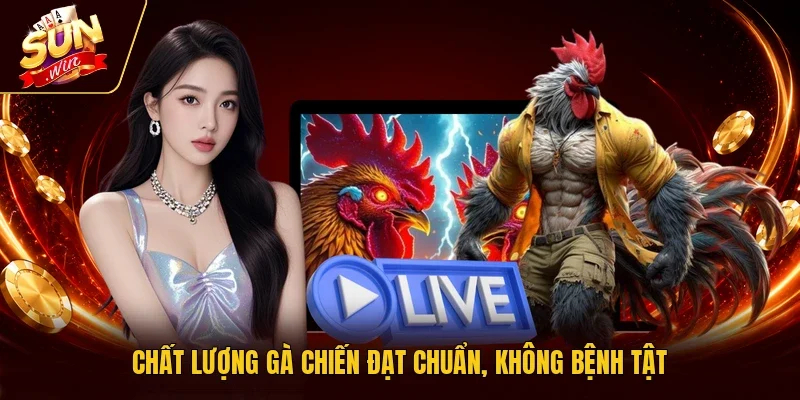 Chất lượng gà chiến đạt chuẩn, không bệnh tật